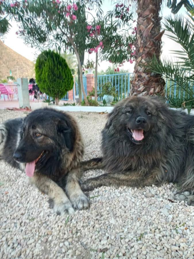 Recovery Mountain 2 Separate Beds In Room B&B Alicante Extérieur photo